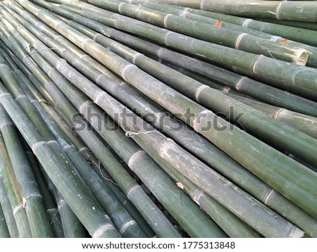 
long green textured bamboo trees