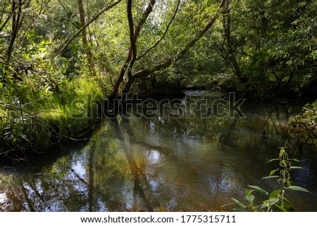 Beautiful murky river floating through a lush, green area. Reflections from trees. All green picture.