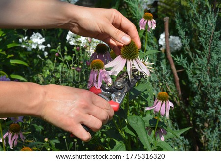 A woman is deadheading, harvesting echinacea purpurea or purple coneflower in the garden for herbal tea using pruning shears. Royalty-Free Stock Photo #1775316320