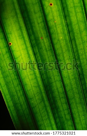 Palm in transparent leaves sun backlight.