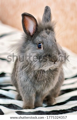 Little Grey Bunny Rabbit Stock Photos And Images Avopix Com