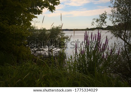 Shore of a lake with trees in summer