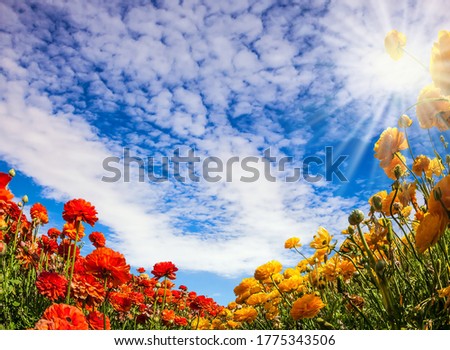Magnificent flower carpet of garden buttercups - ranunculus. Israel. Hot sun and white clouds on a fine day. The concept of botanical, environmental and photo tourism
