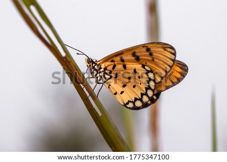 butterfly perched on the branch