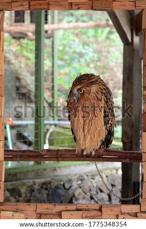 Selective focus of Owl in chains to the branch, capture with wooden framing concept