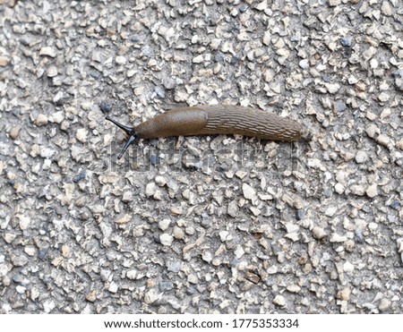 Slug on coarse gravel background with space for copy below