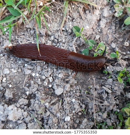 The Spanish slug ( latin Arion vulgaris)  is an air-breathing land slug, a terrestrial pulmonate gastropod mollusk in the family Arionidae. Other vernacular names are Lusitanian slug, Iberian slug