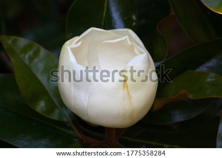 Magnolia flower blooming on a tree