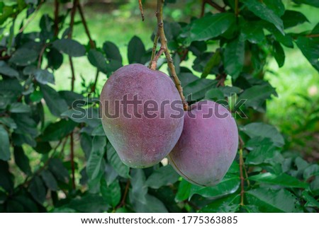 Mango Tommy Atkins photograph taken of two mangoes attached to the tree Royalty-Free Stock Photo #1775363885