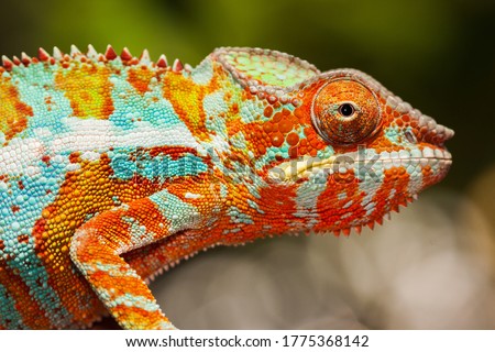 close up of chameleon panther head