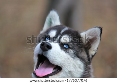 Cute Siberian husky puppy with blue eyes.Portrait.Close up. Postcard.Beautiful picture