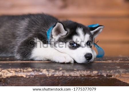 Cute Siberian husky puppy with blue eyes.Portrait.Close up. Postcard.Beautiful picture