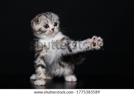 Playful kitten on a black background.Cute and interesting.Postcard.Beautiful picture.Space for text