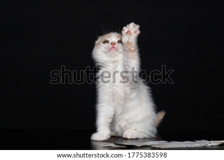 Playful kitten on a black background.Cute and interesting.Postcard.Beautiful picture.Space for text