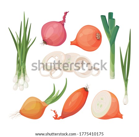 Onion, shallot, leek vector icon set. Bundle of vegetables different onions, slices, halves, pieces, green onion. Cartoon drawings of raw vegetables, isolated graphic elements for packaging, menu. Royalty-Free Stock Photo #1775410175