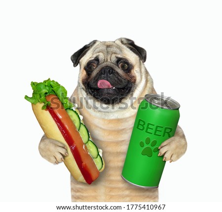 The pug dog in is eating a hot dog and drinking beer from a green can. White background. Isolated.
