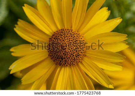    yellow daisy flowers pollinate bees in search of nectar collecting pollen and spread it in the fields