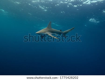 Shark Diving Professional Underwater Ocean Photography