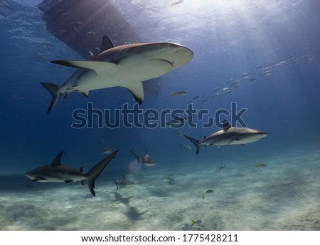 Shark Diving Professional Underwater Ocean Photography