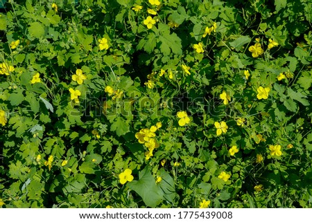 Elegant fragrant yellow Siberian wildflowers