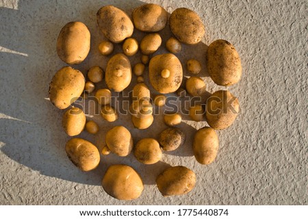 first potato harvest in the sunlight