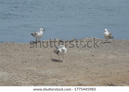 Social Distance with animals at lake