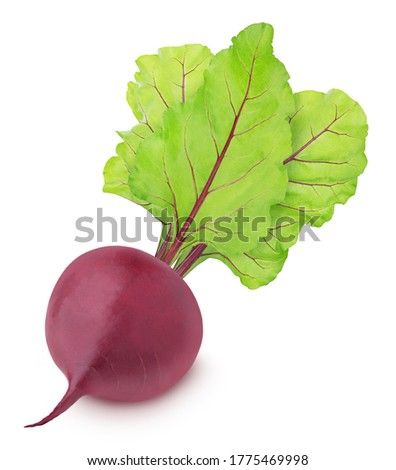 Fresh whole beet with leaves isolated on a white background. Clip art image for package design.