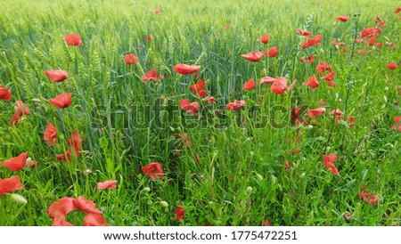 Red poppy flowers on a corn field