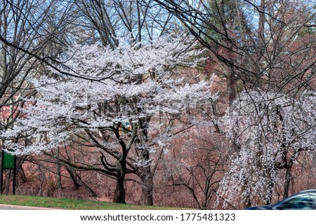 Blossom Cherry Branch Brook Park
