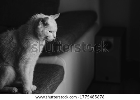 white angry cat black and white photo