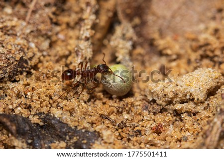 Two red ants helping each other carry a grain