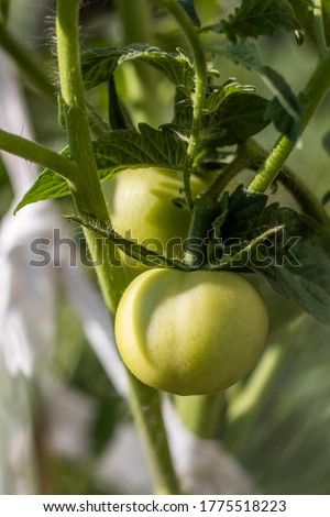 green tomato and blossom from the branch, pickling, new crop