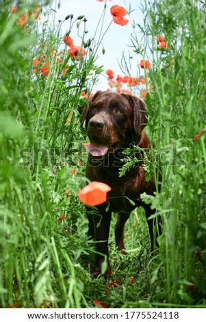 chocolate labrador retriever in a field of red poppies, summer time