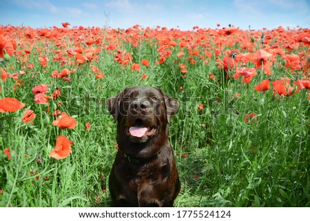 chocolate labrador retriever in a field of red poppies, summer time