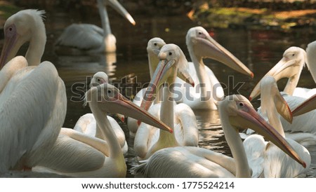A flock of swimming white pelicans