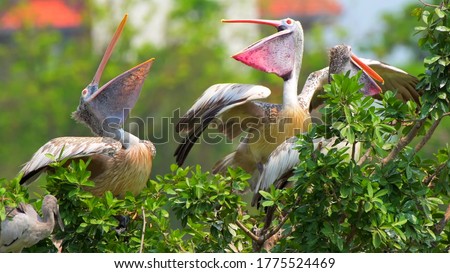 A flock of pelicans on a tree