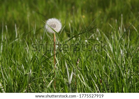 lonely fluffy dandelion with seeds on a background of green grass