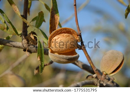 Almond nut on tree, Prunus dulcis, ready to harvest Royalty-Free Stock Photo #1775531795
