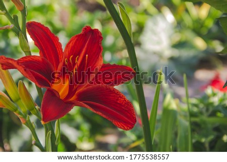 Close up picture of red lily on the left side with copy space for text. Greeting card with natural flowers. Herbs in the garden in bright shades. Blooming flower outdoor.