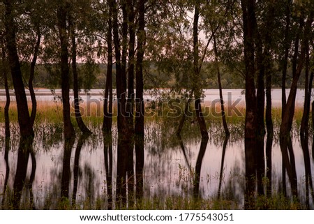 Evening summer landscape. Willows grow out of the water, trunks reflected in the lake, lit by the setting sun.