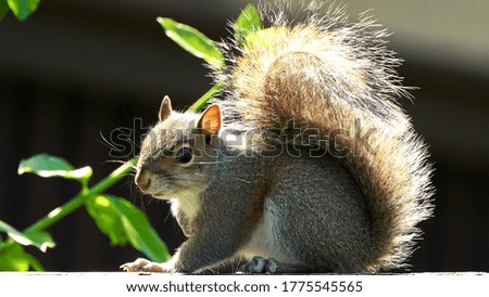 Very cute squirrel with a fluffy tail curled to the top