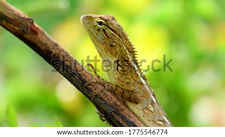 Lizard on a branch close up