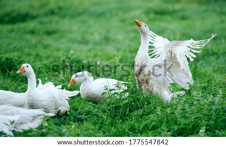  white geese eat green grass on nature field gander protects 