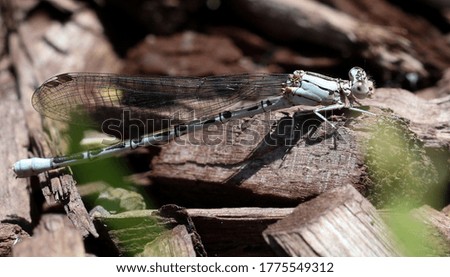 dragon fly in the wild on stick