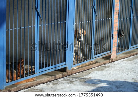 Sad police dog breed Spaniel looks out of the cage