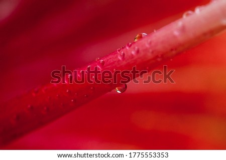 a drop of water in detail of a Hibiscus flower