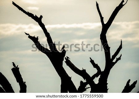 Silhouette of birds in a tree with the sky in the late afternoon
