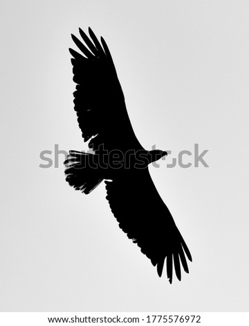 Silhouette of a flying Bald Eagle seen in northern Canada, Yukon Territory in the summer time. Black and white bird picture. 