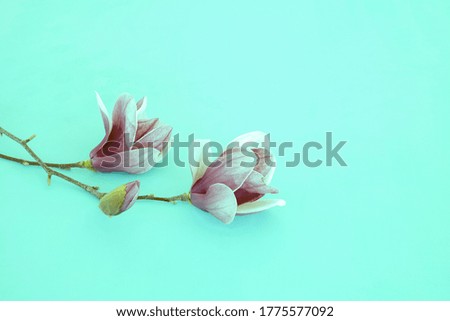 Magnolia flowers on plain background