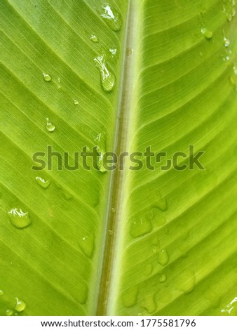Water drops on banana leaves 
Background Green nature    rain 